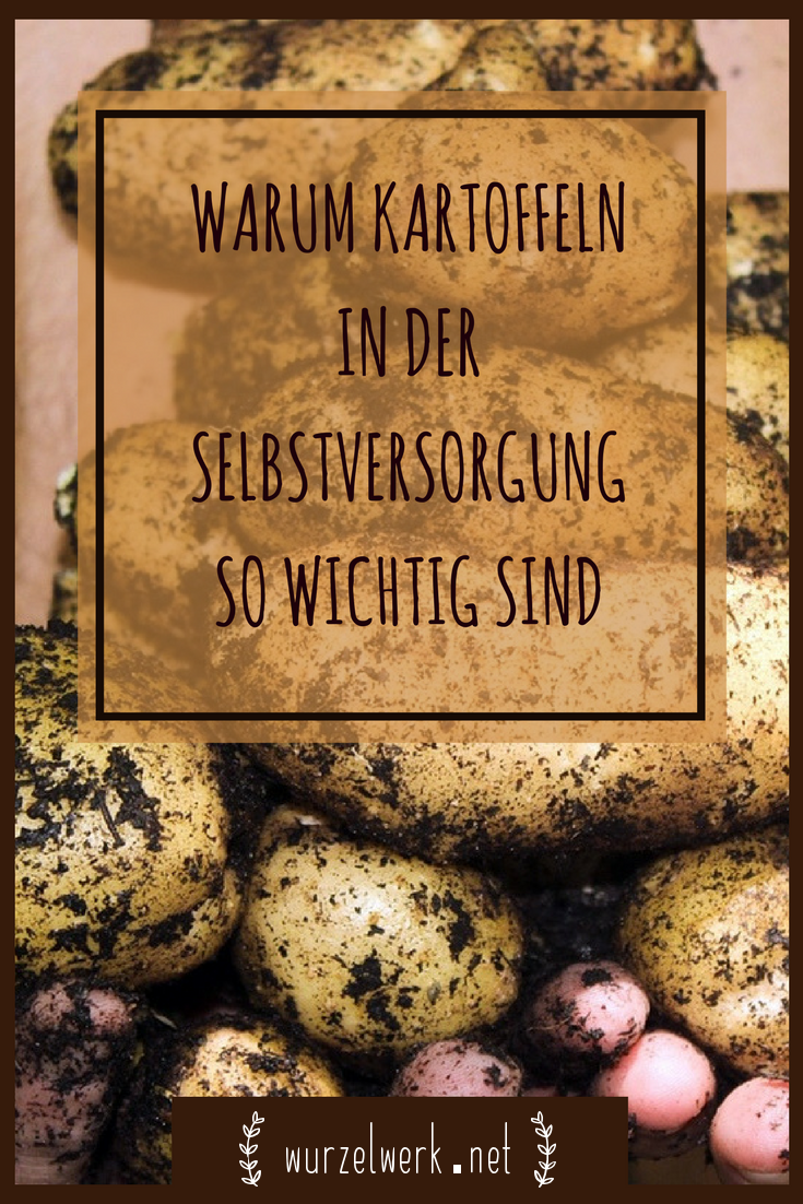 Kartoffeln-Anbauen-Gemüsegarten-Selbstversorgung