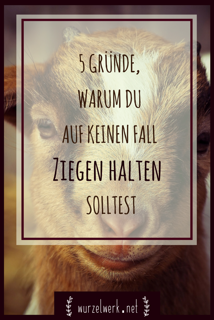 Du willst Ziegen halten? Das solltest du dir gut überlegen. ;) Hier kommen fünf Gründe, warum du auf keinen Fall Ziegen halten solltest. #bauernhof #selbstversorger #selbstversorgung #ziegen #ziegenhalten