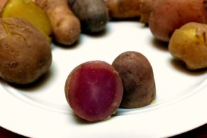 Kartoffelsorten-für-Garten-Rosemarie
