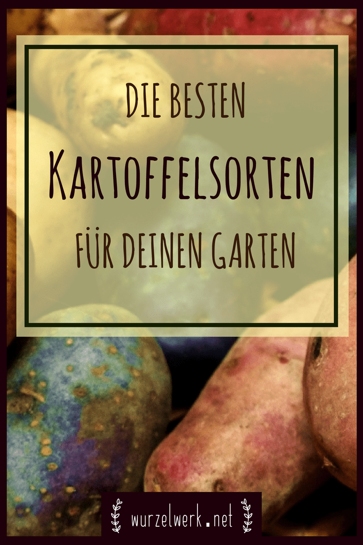 Die besten Kartoffelsorten für deinen Garten: Weißt du nicht, welche Kartoffelsorten du in deinem Garten pflanzen sollst? Dann bist du hier genau richtig. #kartoffel #gemüsegarten