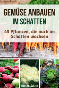 Gemüse anbauen kann man auch im Schatten: Diese 43 Pflanzen werfen auch im Schatten eine dicke Ernte ab. Und Tipps zu allem, was man im Schattengarten beachten muss, gibt's auch noch. :) #Gemüsegarten #Wurzelwerk