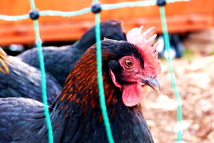 Hühner halten für Anfänger: Elektrozaun Geflügelnetz