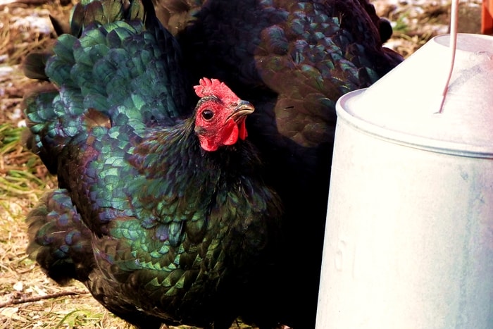 Hühner halten für Anfänger im Garten: Huhn und Tränke aus Metall