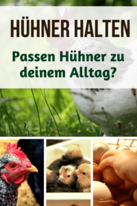 Hühner halten für Anfänger: Passen Hühner zu dir und deinem Alltag? Wie viel Arbeit macht es, Hühner im Garten zu halten? Wie kriegt man Hühnerhaltung und Vollzeitjob unter einen Hut? Antworten gibt's in diesem Artikel. #Hühner #Wurzelwerk