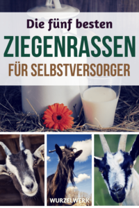 Die fünf besten Ziegenrassen für Selbstversorger: Du möchtest Ziegen halten, weißt aber nicht, welche Rasse? Dann kommt hier die Entscheidungshilfe mit Tipps zur Ziegenhaltung, Stall und Weide. #Wurzelwerk #Selbstversorger #Selbstversorgung #Ziegen