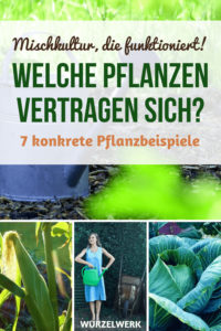 Welche Pflanzen vertragen sich im Gemüsegarten? Hier sind 7 konkrete Pflanzgemeinschaften und ein Beispielplan, den du 1:1 in deinem Nutzgarten umsetzen kannst. #Wurzelwerk #Garten #Mischkultur