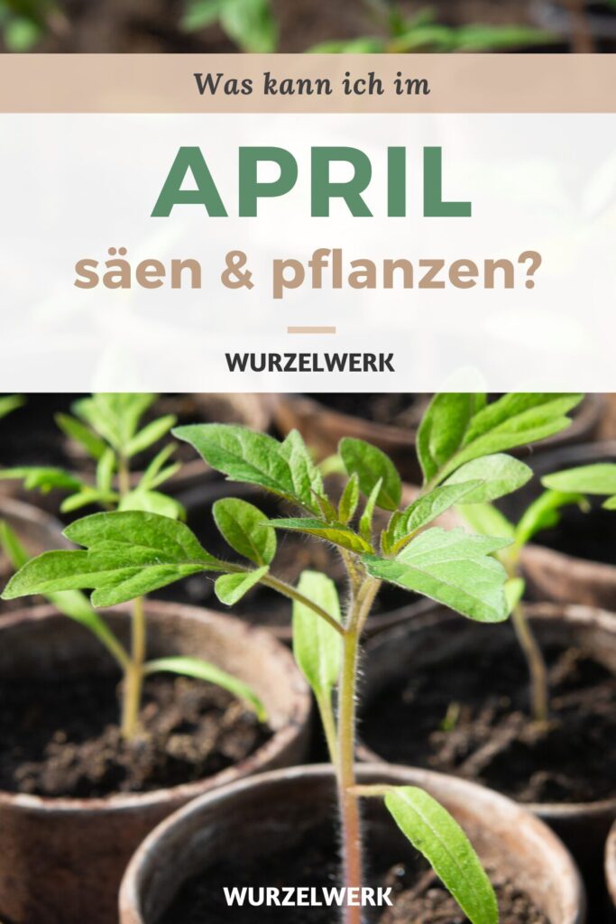 Aussaat im April