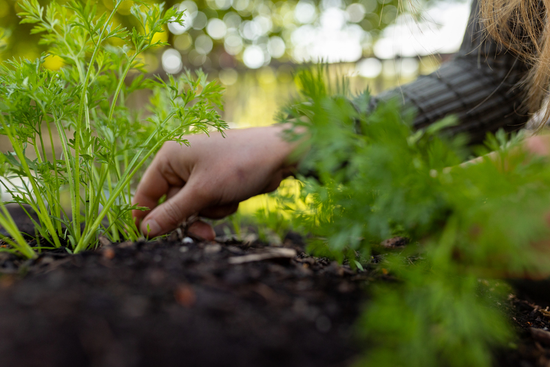 Möhren im Beet Möhrenpflänzchen ausdünnen im April