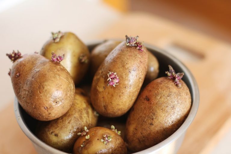 Kartoffeln pflanzen und anbauen - die ultimative Anleitung! - Wurzelwerk