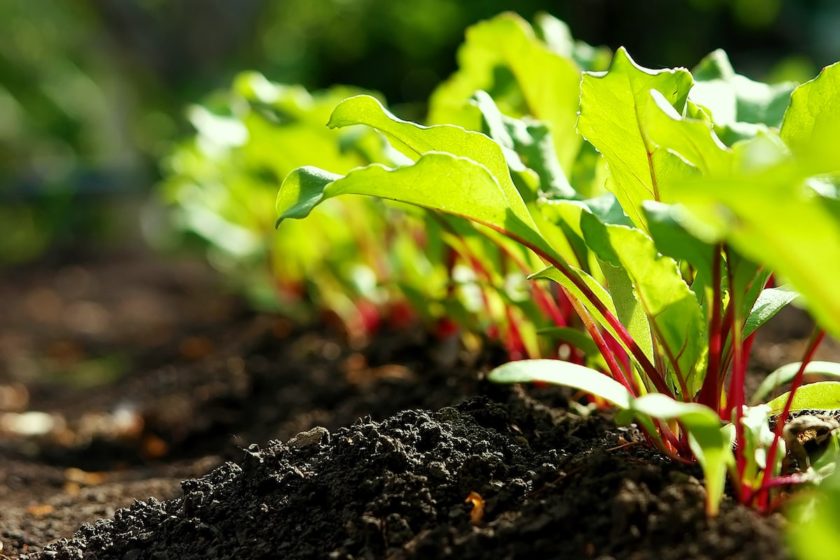 Was kann man im April pflanzen und säen?