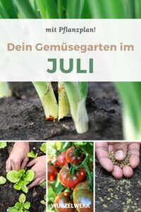 Aussaat im Juli