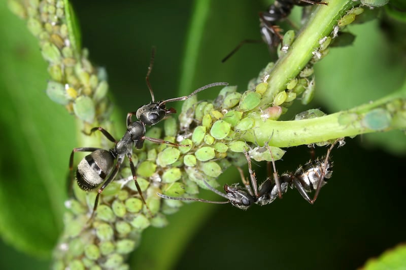 Ameise halten sich Blattläuse als Honigkühe