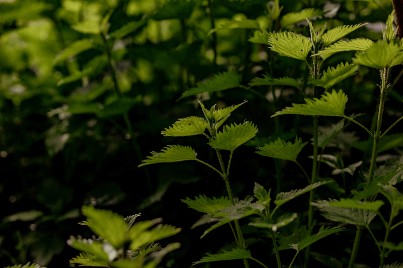 Unkrautfrei gärtnern: die Brennessel