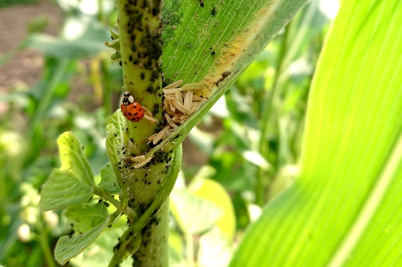 Blattläuse mit Marienkäfern bekämpfen