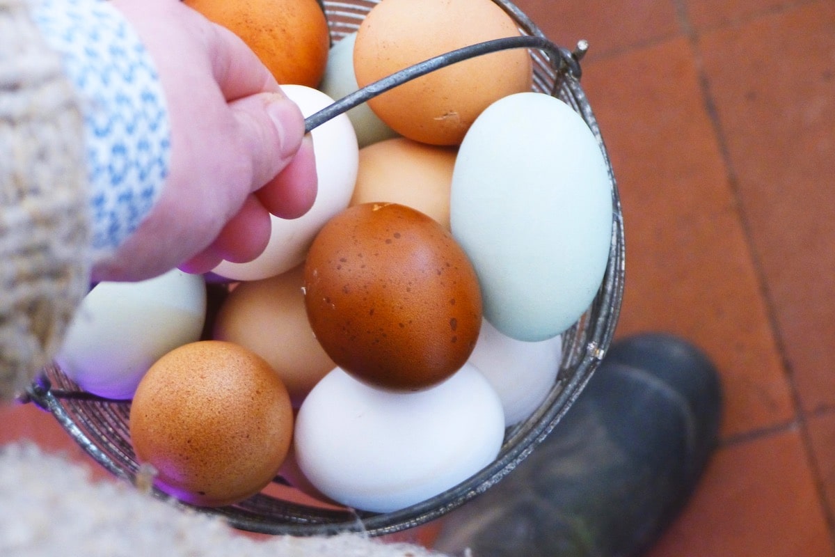 Die 6 Besten Huhnerrassen Fur Einen Bunten Eierkorb Wurzelwerk