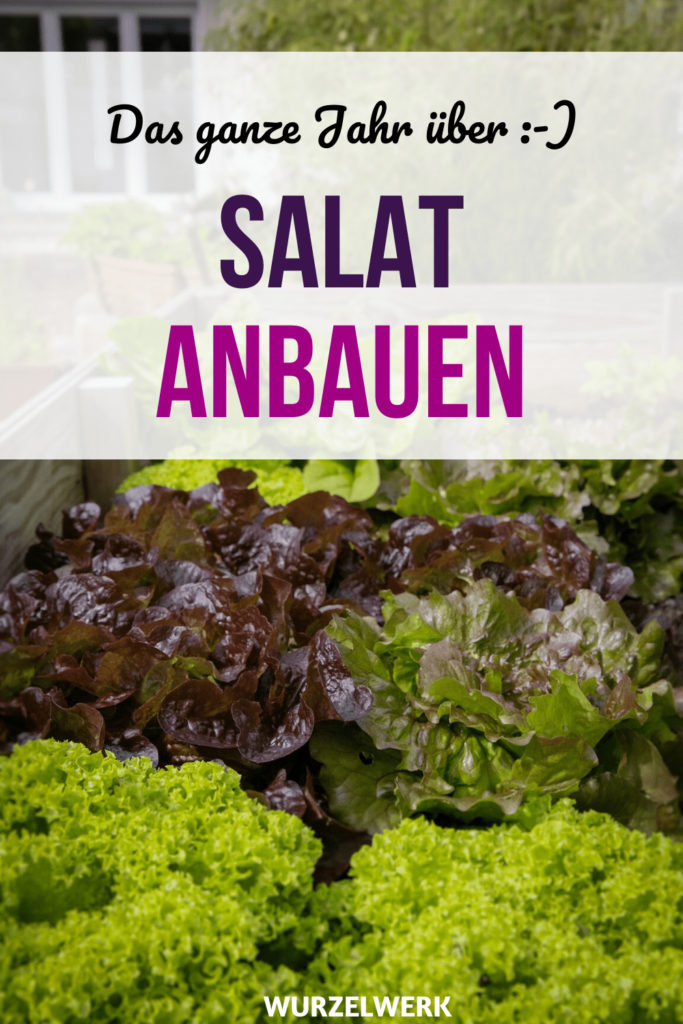 Salat pflanzen und anbauen