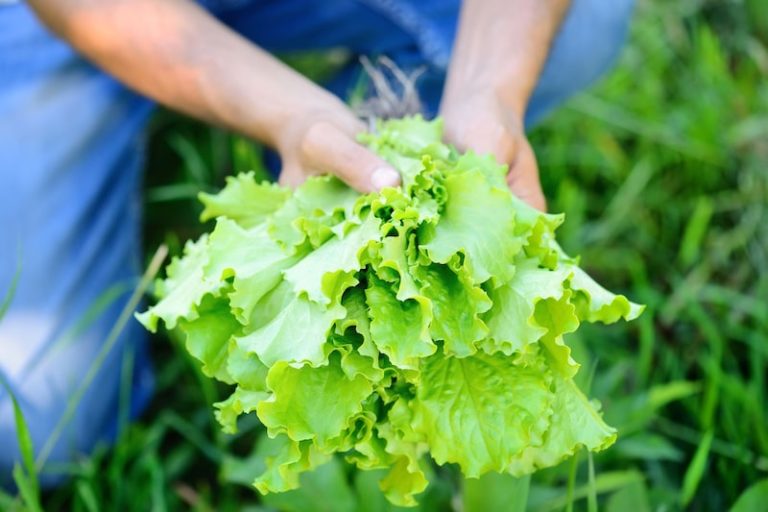Salat pflanzen, anbauen und rund ums Jahr ernten - die komplette