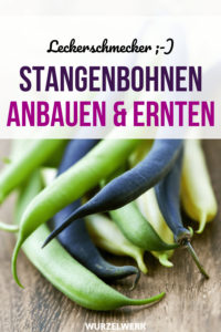 Stangenbohnen anbauen