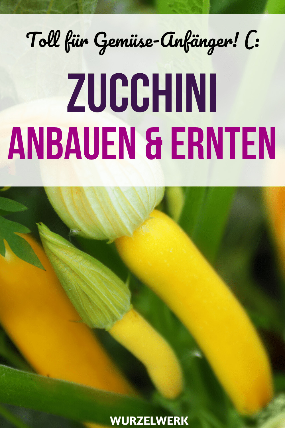 Zucchini pflanzen und anbauen