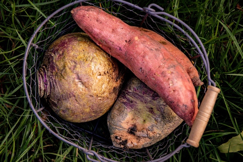 Süßkartoffel und Steckrübe Süßkartoffel und Steckrübe