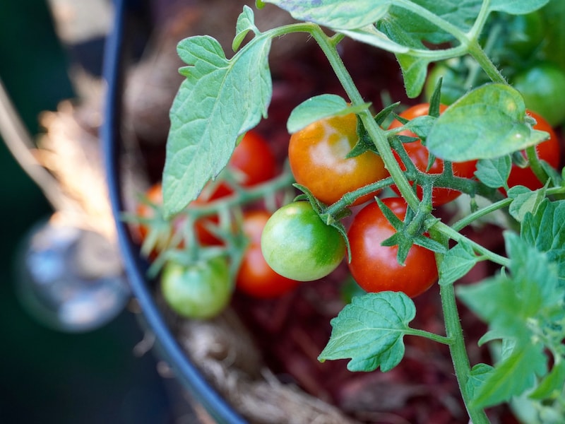 Tomatenpflanzen im Garten