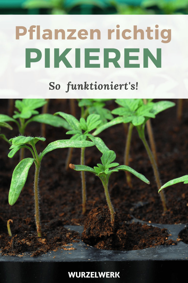 Richtig pikieren Wann, wie, welche Pflanzen? Wurzelwerk