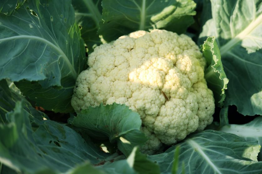 Blumenkohl anbauen Guide