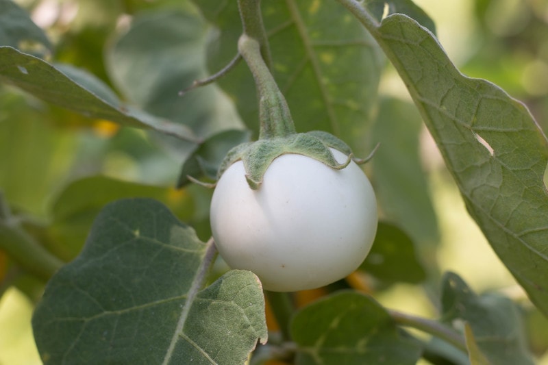 Aubergine-pflanzen-weiße-Sorte