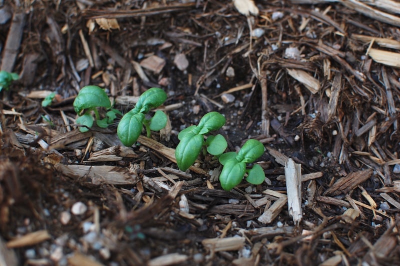 Basilikum-Jungpflanzen im Kompostbeet