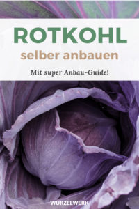 Rotkohl_Pflanzen_Pinterest_Pin