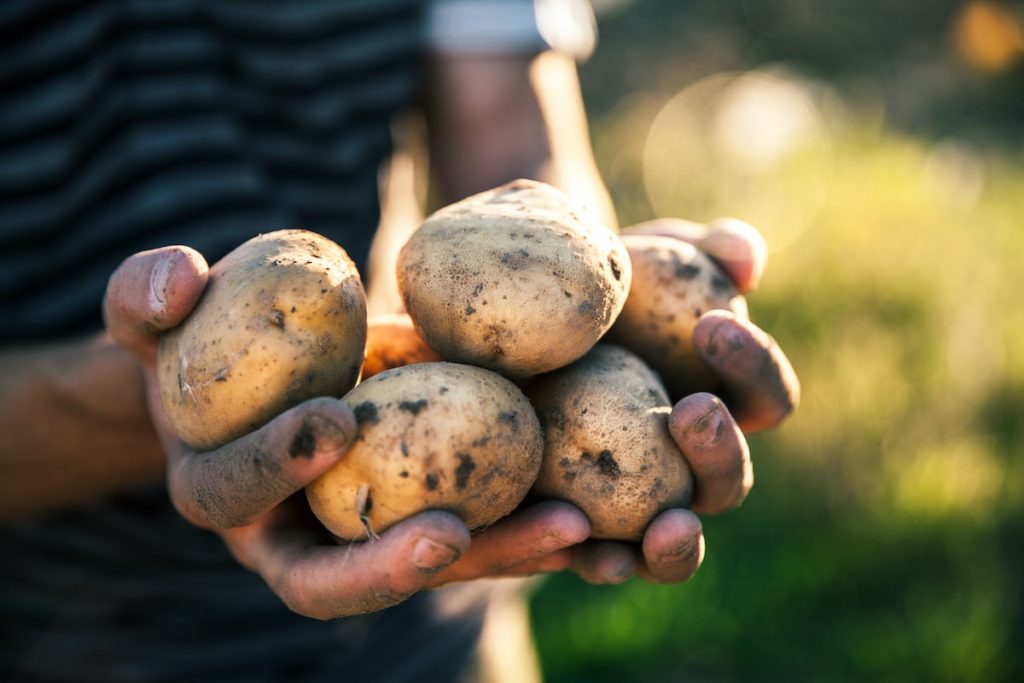 Kartoffeln pflanzen ohne Umgraben: So funktioniert's! - Wurzelwerk