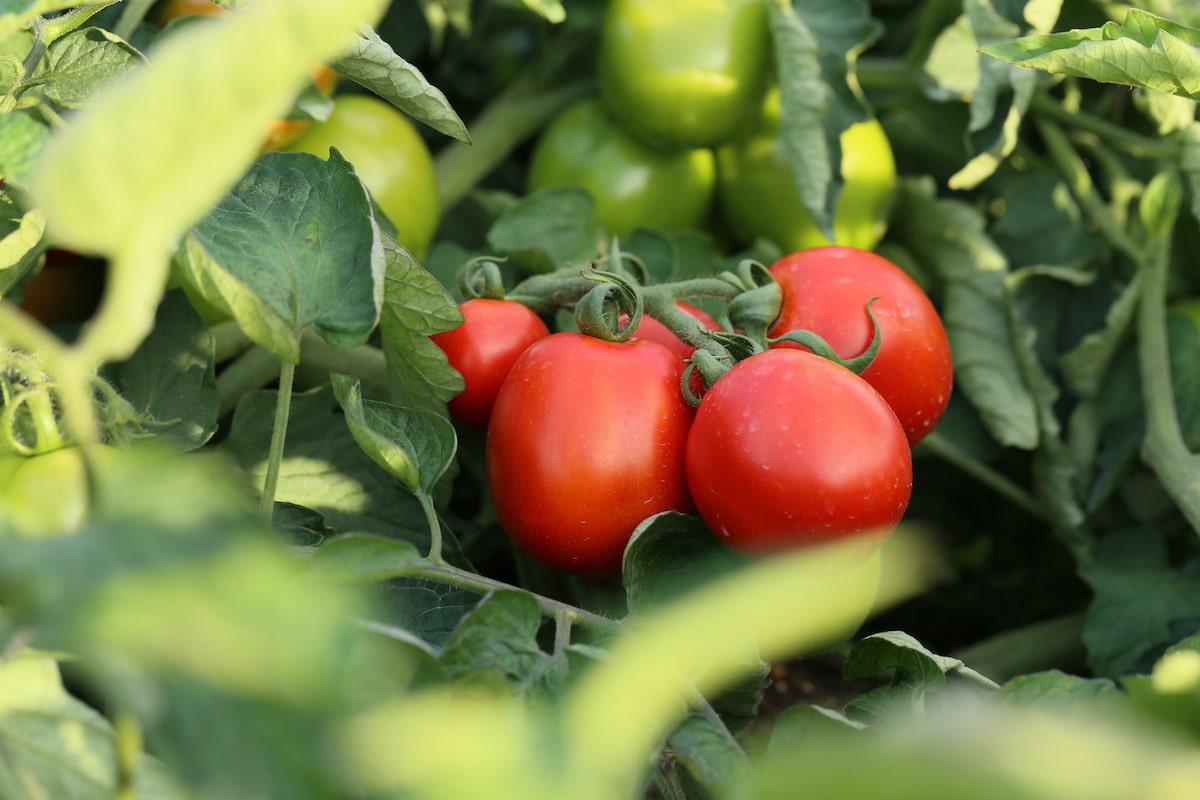 Fehler im Tomatenanbau