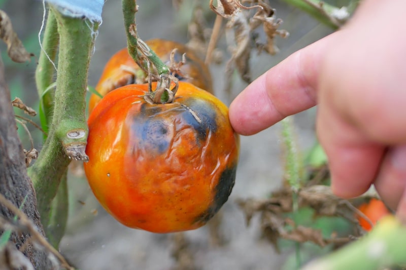 Fehler im Tomatenanbau_Braunfäule vermeiden