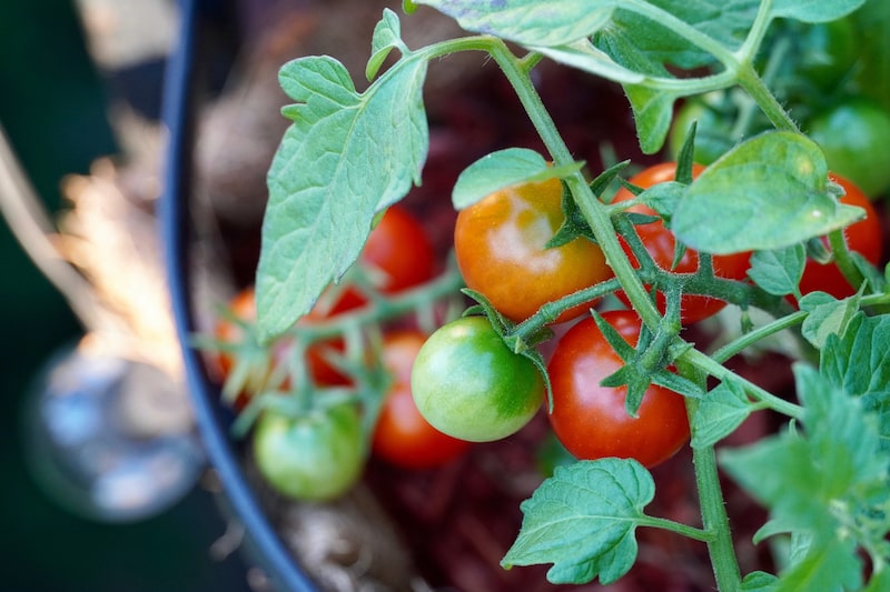 Fehler im Tomatenanbai um Kübel