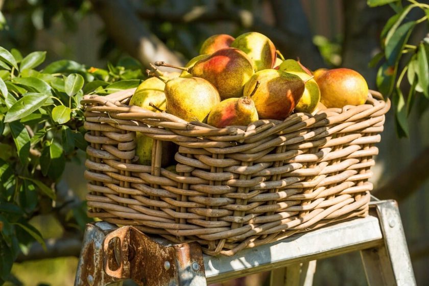 Frische geerntete Birnen zum Einkochen.