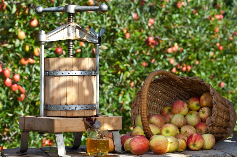 Äpfel mit der Obstpresse entsaften