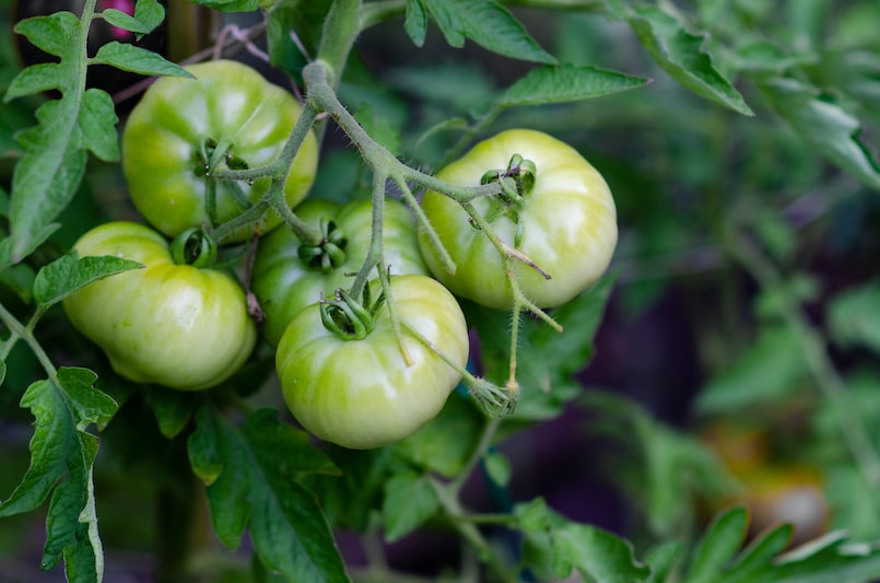 Tomaten nachreifen lassen als Gartenarbeit