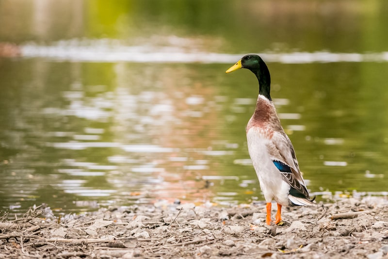Ente steht am Teich