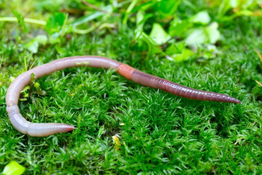 Regenwurm