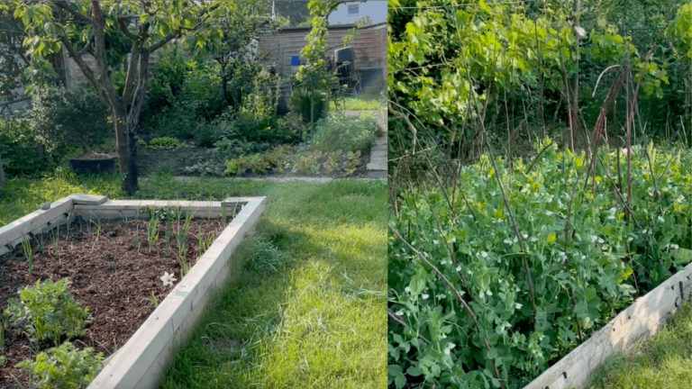Gemüsegarten starten Wurzelwerk