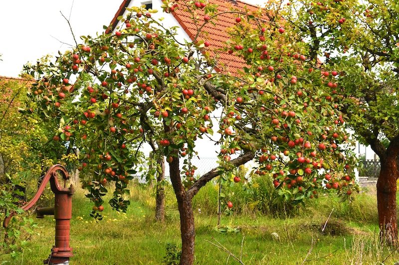 Alter Apfelbaum im eigenen Garten