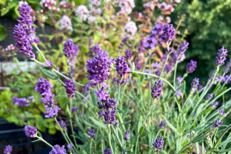 Lavendel als Pflanzen-Sichtschutz auf dem Balkon