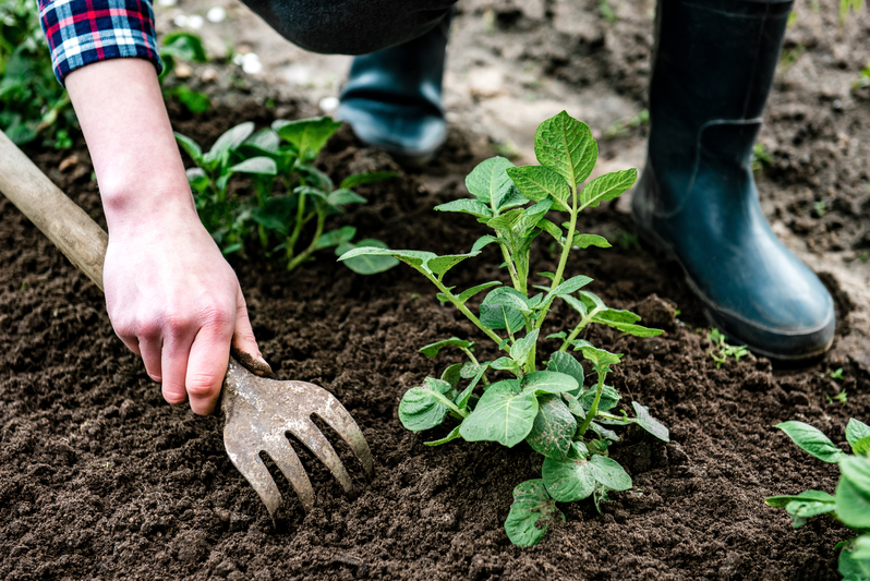 Kartoffelernte per Hand Kartoffeln pflanzen