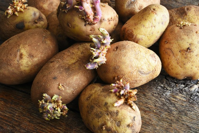 Keimende Kartoffeln
