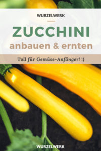 Zucchini pflanzen Pin Zucchini pflanzen Pin