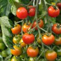 Tomaten natürlich düngen - Die hochwertigsten Tomaten natürlich düngen im Überblick