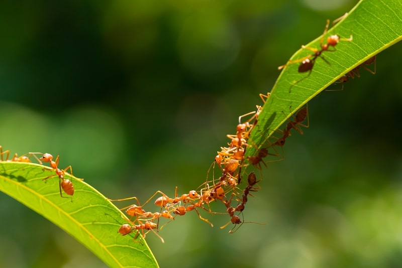 Ameisen im Garten: Ameisenbrücke 