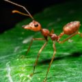 Ameisen im Garten: Nahaufnahme Ameise