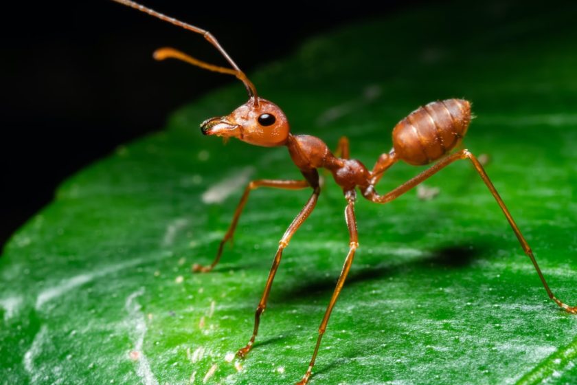 Ameisen im Garten: Nahaufnahme Ameise