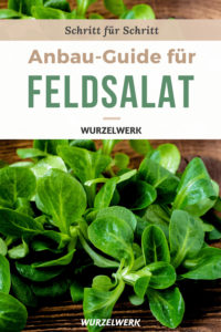Feldsalat Pin